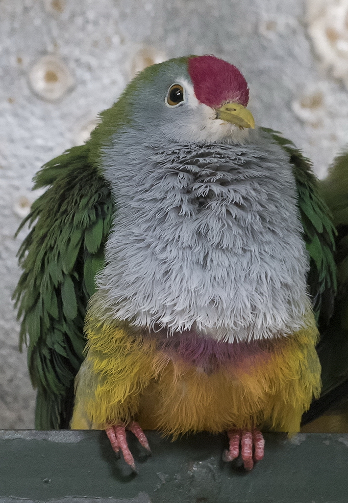 A 5 Wuppertal Zoo KA7_2787 als Smartobjekt-1 Kopie.jpg